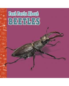 Fast Facts About Beetles
