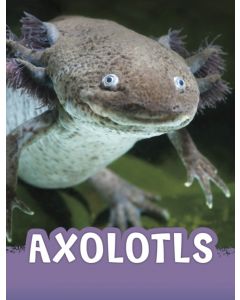 Axolotls