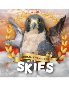 Skies
